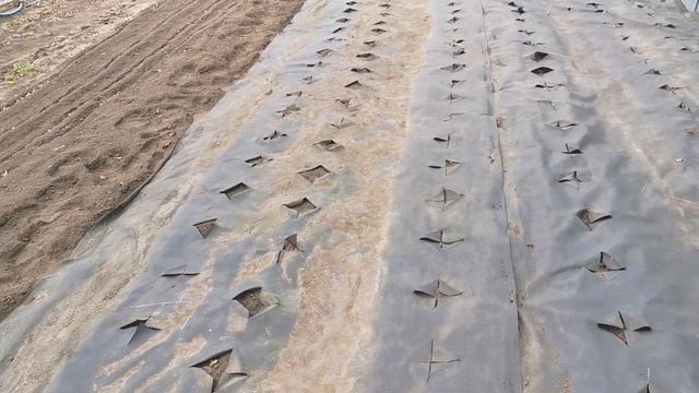 САЖАЕМ КАРТОФЕЛЬ в УКРЫВНОЙ МАТЕРИАЛ. Профилактика нематоды и болезней картофеля.