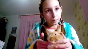 Как ухаживать за кроликом рекомендации