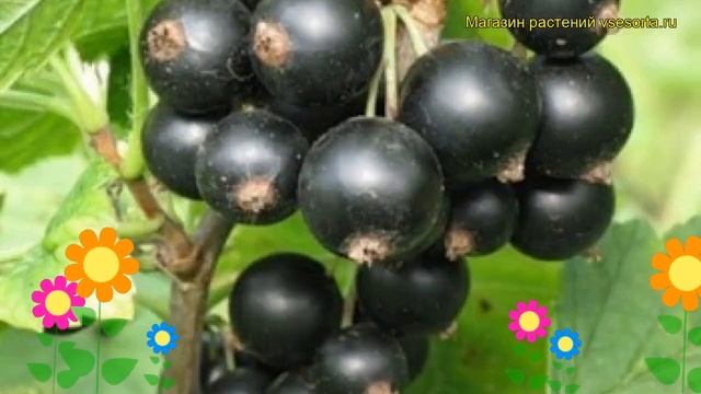 Смородина черная Тибен. Краткий обзор, описание характеристик, где купить саженцы ribes nigrum Tibe смотреть онлайн