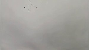 Николаевские голуби.💥Чёрные Рябобородые💥 23.06.2022.г. Сергей. Липецкая. обл. " Барятино " 🎥🇷🇺🕊️