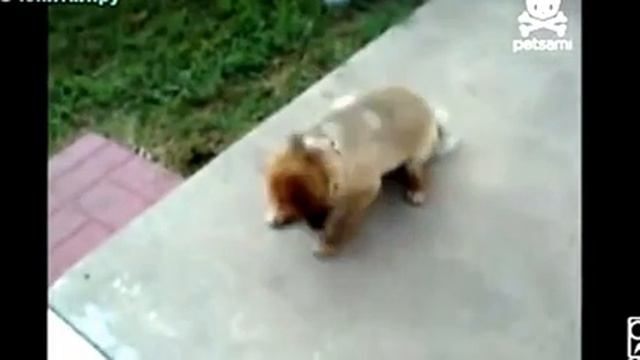 Собаки против чихания смотреть онлайн