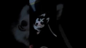 И хаски умеют лаять