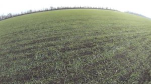 Охота на зайца русская в полях Кубани