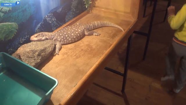 Дети играют с зверюшками