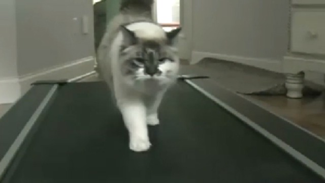 Кошка тренируется 