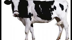 У КОРОВЫ НЕТ ДРУГИХ ЗАБОТ (1 ЧАС)