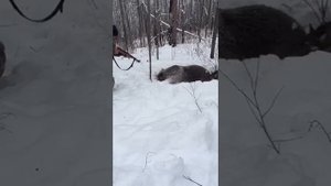 Охота на медведя шатуна Hunting for a connecting rod bear