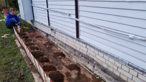 ПРИВОЖУ В ПОРЯДОК ХОСТЫ ПОСЛЕ ЗИМЫ И УДОБРЯЮ | ПОСЕЯЛ ГАЗОН