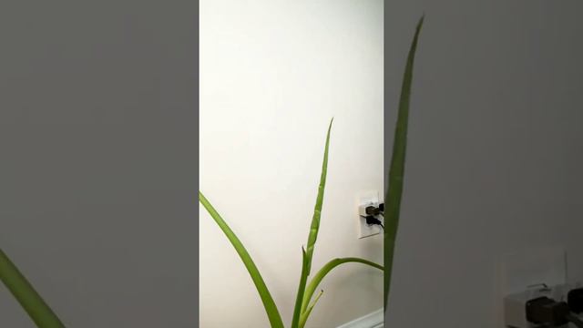 Alocasia Time Lapse - Watch Amazing Alocasia Leaf Unfurl