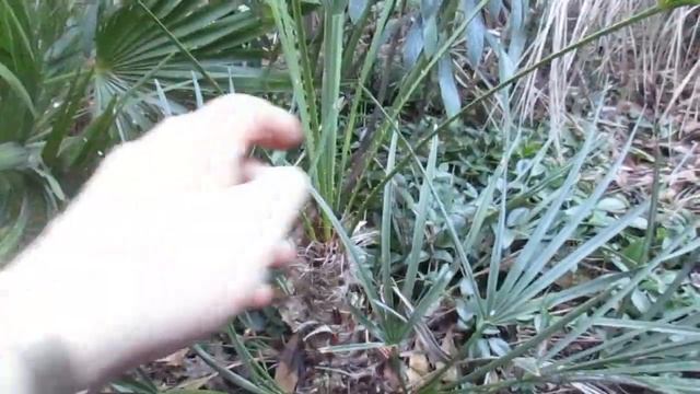 Chamaerops  humilis palms  Green & Blue Form
