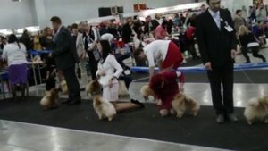 ШПИЦЫ на выставке собак