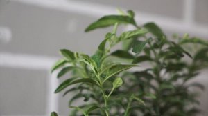 ПАСЛЕН КОМНАТНЫЙ ✔️ Соланум: советы по уходу в домашних условиях