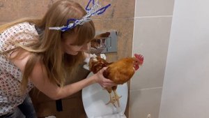 Домашний Петух Барсик