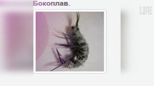 Лучшие мормышки на окуня зимой!