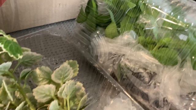 Черенки петунии,плектрантуса, вербены,,алиссума.Надежная упаковка- надежный продавец!!!! смотреть онлайн
