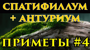 Антуриум и спатифиллум вместе - приметы ? - Маг Fose