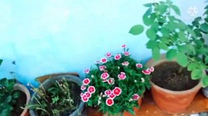 Free mai kaise plants ko grow kare!! Petunia!! Rose plant ii free mein seed se plant