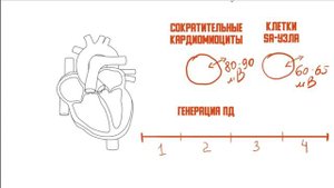 Физиология кардиомиоцитов. Механизмы возбудимости, автоматии и сокращения кардиомиоцитов.