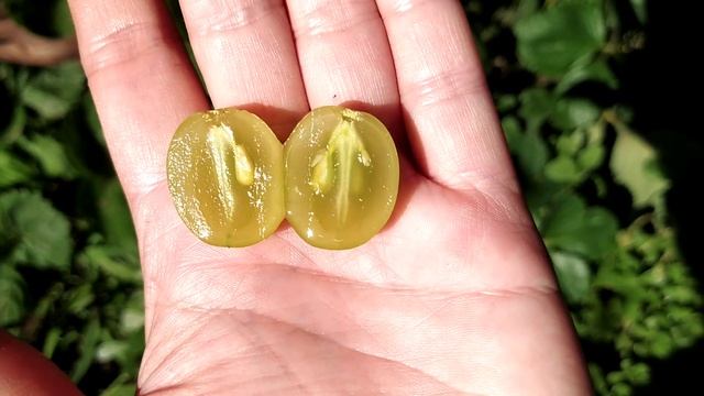 ШАРМ - виноград сверхраннего срока созревания на 15.07.22. Теплова Татьяна +380956118435 смотреть онлайн