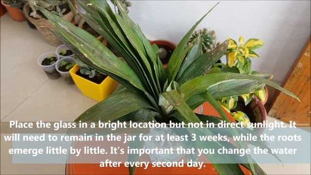 How to Grow Pineapples at Home Fast n Easy смотреть онлайн