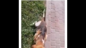 Приколы Ржу не могу