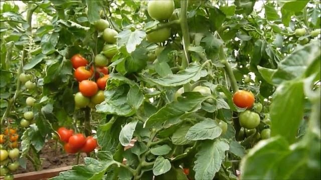 Два индетерминантные томата для начинающих.