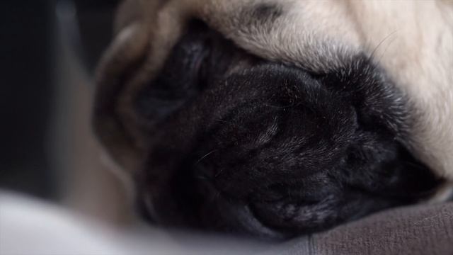 Спящий мопс смотреть онлайн