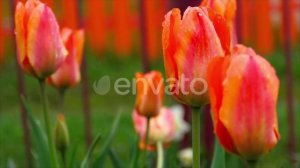 Red-orange Tulips Flower After Rain | Stock Footage - Videohive