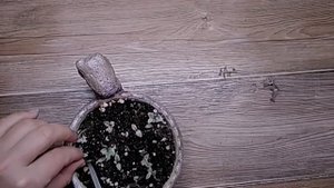 КАЛЛИЗИЯ  РОЗОВАЯ РАЗМНОЖЕНИЕ.