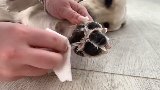 Пенка для мытья лап после прогулки ЛапиЛапа. Короткое видео о том, как использовать.