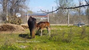 ПОВЕДЕНИЕ КОБЫЛЫ В ОХОТЕ