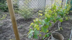 Заливают Дожди - Виноград Не растет