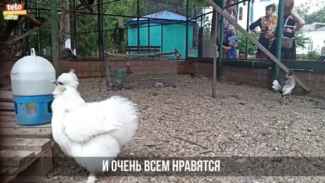 Курочки