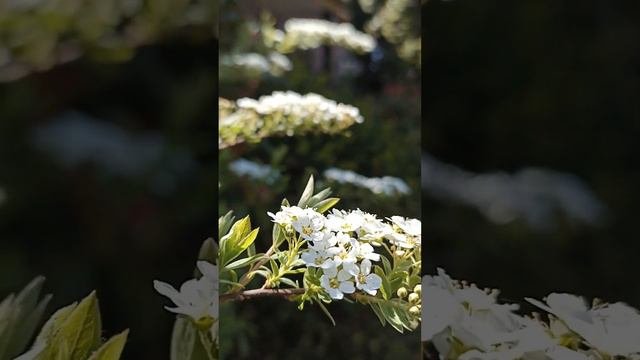 ОБЗОР: Что у Нас Сейчас ЦВЕТЁТ?🌷Цветы и Кустарники - Вторая Половина Апреля🌞