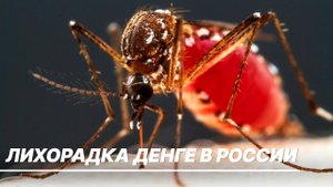 Лихорадка денге настигла Россию. Чем опасна вирусная инфекция и как спасти себя и близких?