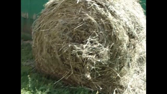 заготовка сена смотреть онлайн