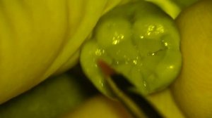 Моделировка Первый Нижний Моляр