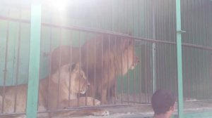 лев откусил руку работнику зоопарка