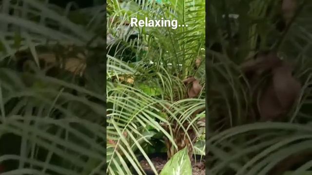 Phoenix Palm Tree/ Beautiful And Relaxing Plant