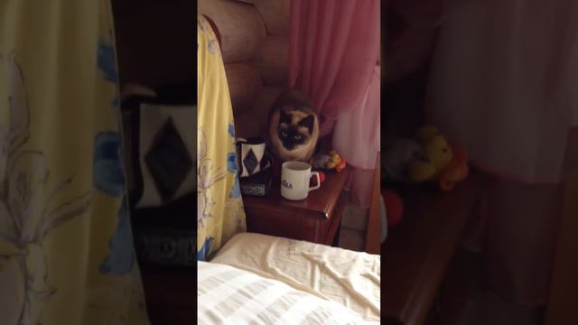 Thai cat drinking from the mug (Тайская кошка втихаря пьет из кружки)