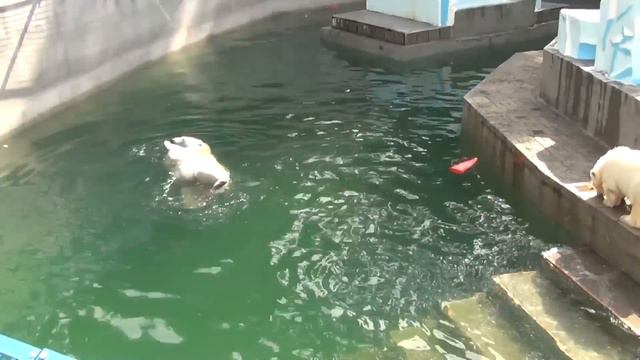 Новосибирский зоопарк. Белые мишки, мама и сынок. смотреть онлайн