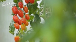 ТРИ ТОПОВЫХ ТОМАТА ЧЕРРИ