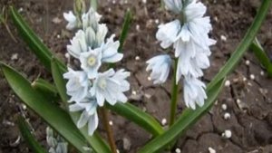 Пушкиния ливанская