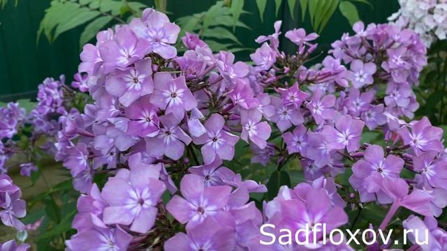 Дымчатый флокс Селена в моем саду смотреть онлайн