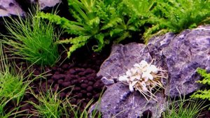 14й день с запуска аквариума. Dennerle 70 литров - Элеохарис мини пора стричь?