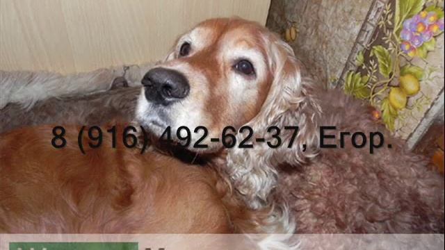 Помогите найти хозяина пропавшей собаки! смотреть онлайн