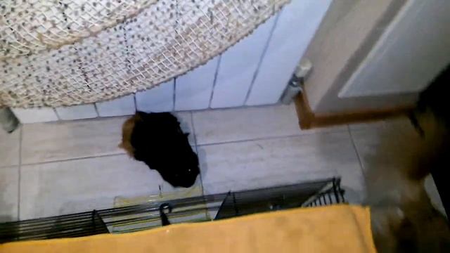 МОРСКАЯ СВИНКА ПОЕТ.?⚓? КАК ПОЁТ МОРСКАЯ СВИНКА смотреть онлайн