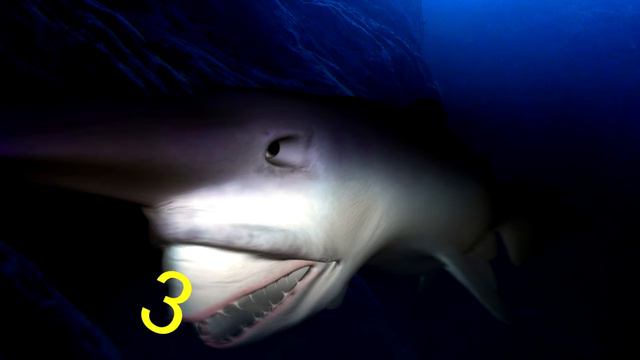 Топ 5 самых необычных животных в мире смотреть онлайн