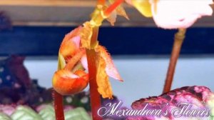 Опыление бегоний рекс