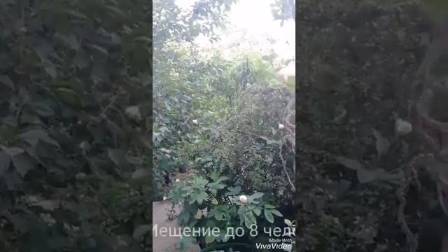 Сдам дом посуточно у моря в Севастополе 89787125657